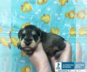 Schnauzer (Miniature) Puppy for sale in WINNSBORO, LA, USA