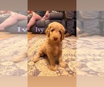Small Photo #1 Goldendoodle Puppy For Sale in DENVER, NC, USA