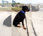 Small Photo #1 Doberman Pinscher Puppy For Sale in PETAL, MS, USA