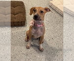 Small #2 Labrador Retriever Mix