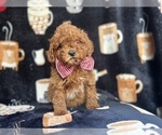 Image preview for Ad Listing. Nickname: Rascal