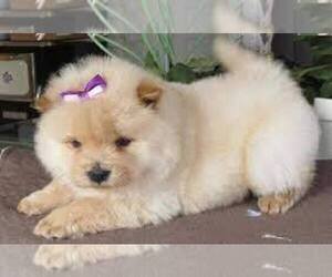 Chow Chow Puppy for sale in ARCO, CA, USA