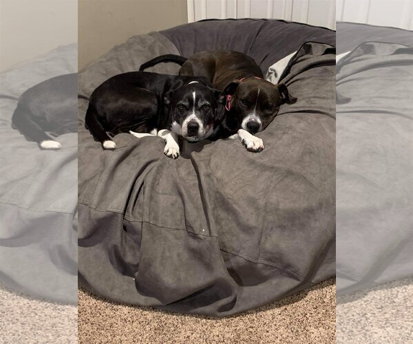 Medium Photo #4 Border Collie-Unknown Mix Puppy For Sale in Shreveport, LA, USA