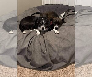 D.O.G.(DeeOhhGee) - Female Border Collie-Unknown Mix Dog for Adoption - Photo #4