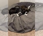 Small #3 Border Collie Mix