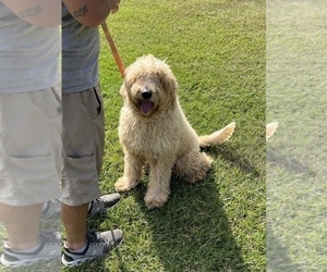 Goldendoodle Puppy for Sale in ANGIE, Louisiana USA