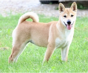 Shiba Inu Puppy for sale in PLATTEVILLE, WI, USA