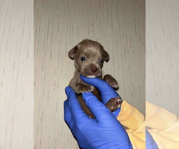 Medium Photo #3 Mutt Puppy For Sale in New York, NY, USA