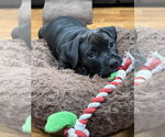 Small #2 Rottweiler-American Pit Bull Terrier