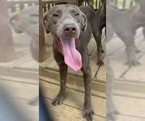 Labmaraner Dogs for adoption in Wetumpka, AL, USA