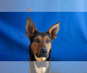 German Shepherd Dog-Unknown Mix Dogs for adoption in Pasadena, CA, USA