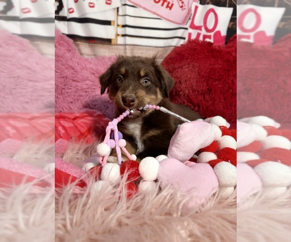 Medium Photo #8 Australian Shepherd Puppy For Sale in NEW BRAUNFELS, TX, USA