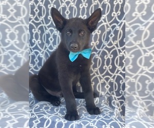 German Shepherd Dog Puppy for sale in LAKELAND, FL, USA