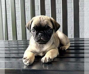 Pug Puppy for sale in FRANKLIN, IN, USA