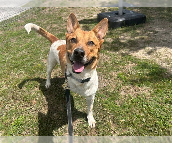 Medium Photo #3 Mutt Puppy For Sale in Ocala, FL, USA