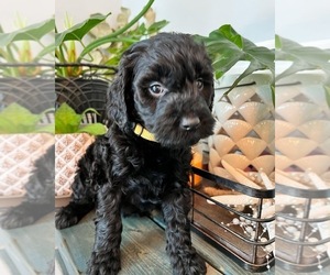 Goldendoodle Puppy for sale in FLAT ROCK, NC, USA