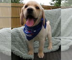 Small #1 Labrador Retriever