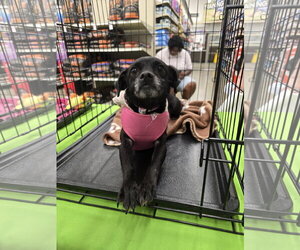 Chihuahua-Unknown Mix Dogs for adoption in Missouri City, TX, USA