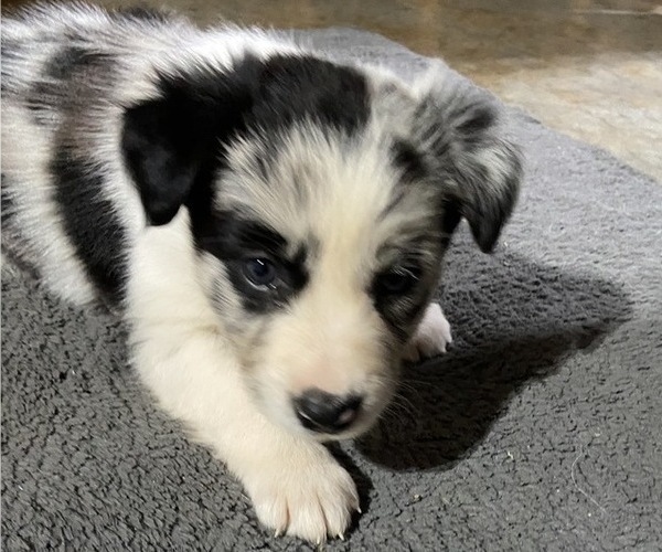 Medium Photo #1 Border Collie Puppy For Sale in ALTAVISTA, VA, USA