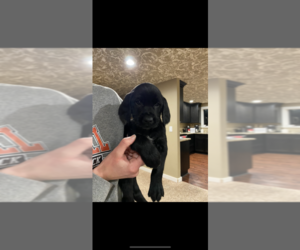 Wirehaired lab Puppy for sale in CASTLE ROCK, WA, USA