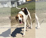 Small #3 Mutt