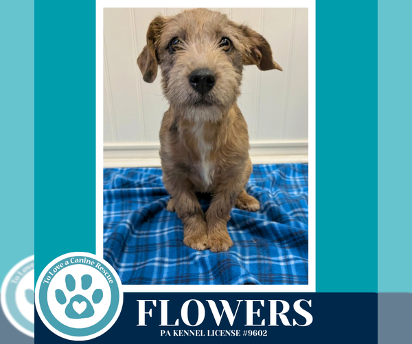 Medium Photo #1 Dachshund-Unknown Mix Puppy For Sale in Kimberton, PA, USA