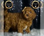 Small #6 Goldendoodle (Miniature)