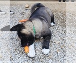Puppy Puppy 7 Akita