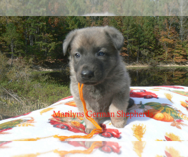 Medium Photo #3 German Shepherd Dog Puppy For Sale in PIEDMONT, MO, USA