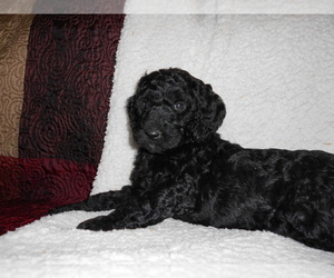 Goldendoodle Puppy for sale in AIRWAY HEIGHTS, WA, USA