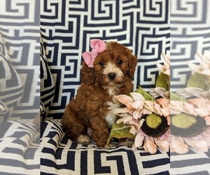 Cavapoo Puppy for sale in NEW HOLLAND, PA, USA
