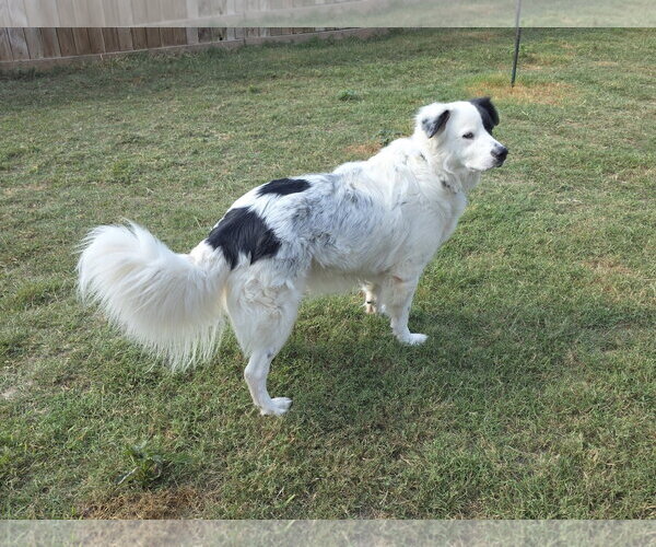 Medium Photo #11 Aussie Pyrenees Puppy For Sale in Houston, TX, USA
