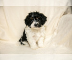 Small Photo #1 Poovanese Puppy For Sale in GORDONVILLE, PA, USA