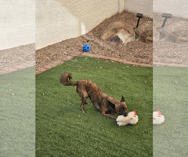 Medium Photo #3 Chihuahua-Unknown Mix Puppy For Sale in Tempe , AZ, USA