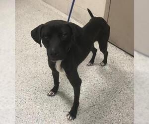 Mutt Dogs for adoption in Conroe, TX, USA