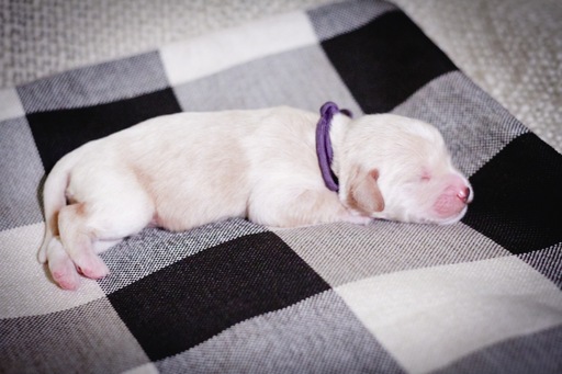 Medium Photo #7 Labradoodle Puppy For Sale in FERNDALE, CA, USA