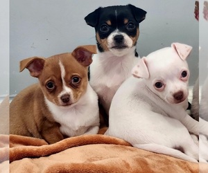 Chihuahua Litter for sale in RUSTBURG, VA, USA
