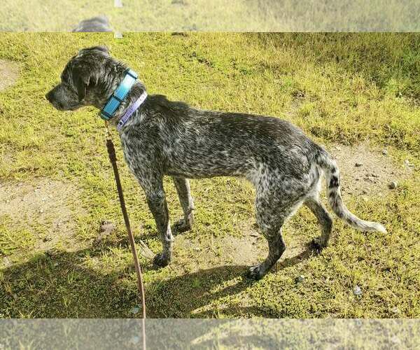 Medium Photo #4 Pointer-Unknown Mix Puppy For Sale in Paso Robles, CA, USA