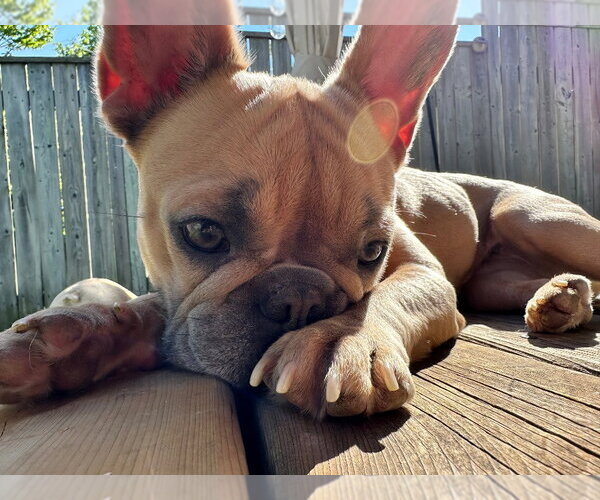 Medium Photo #6 French Bulldog Puppy For Sale in Brights Grove, Ontario, Canada