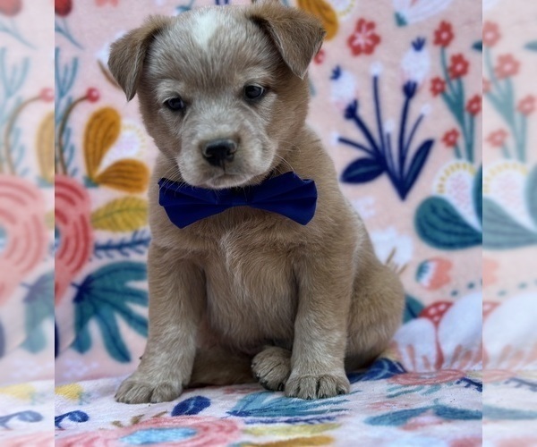 Medium Photo #4 Australian Cattle Dog Puppy For Sale in LANCASTER, PA, USA