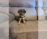Small Photo #2 Yorkshire Terrier Puppy For Sale in NORTHGLENN, CO, USA