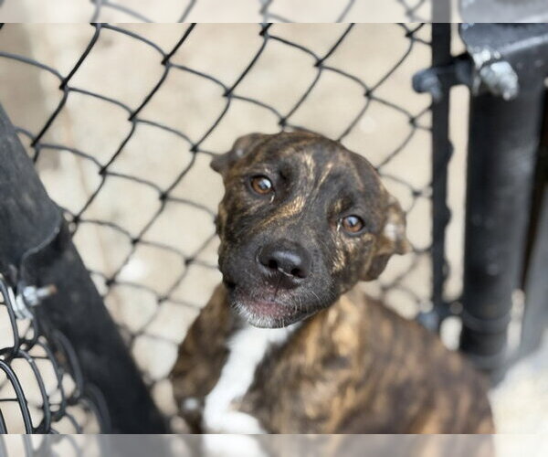 Medium Photo #1 Mutt Puppy For Sale in Tulsa, OK, USA