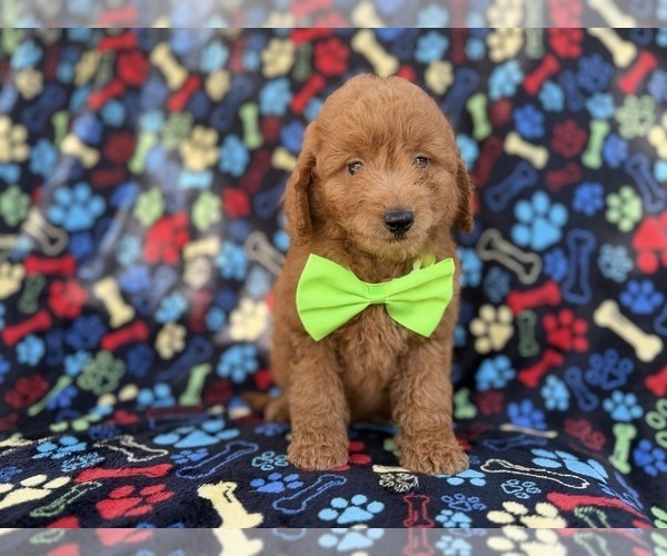 Medium Photo #1 Goldendoodle (Miniature) Puppy For Sale in LAKELAND, FL, USA