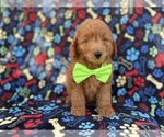 Small Photo #1 Goldendoodle (Miniature) Puppy For Sale in LAKELAND, FL, USA