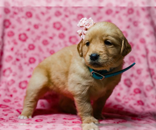 Medium Photo #1 Golden Retriever Puppy For Sale in LIBERTY, KY, USA