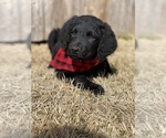 Small Photo #1 Chesa-Poo Puppy For Sale in ABILENE, TX, USA