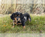 Small #2 Dachshund