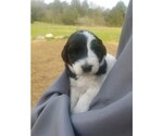 Small Photo #5 Pyredoodle Puppy For Sale in NASHVILLE, TN, USA