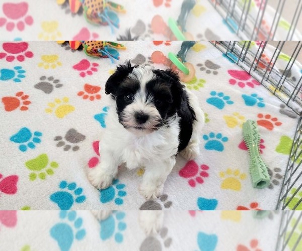 Medium Photo #7 Havashire Puppy For Sale in ORO VALLEY, AZ, USA
