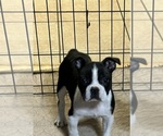 Small Photo #6 Boston Terrier Puppy For Sale in GLOUCESTER, VA, USA